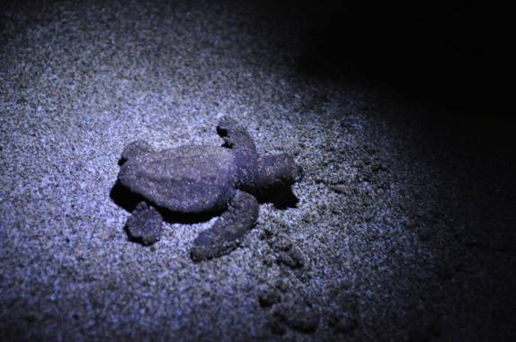 Tartaruga recém nascida caminha para o mar na Reserva del Flor, em San Juan del Sur, na Nicarágua